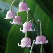 Rare Pink Lily Of The Valley Convallaria Rosea Lily Of The Valley Flowers Bulb Flowers Lily Of The Valley