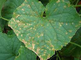 Image result for mildew on cucumbers