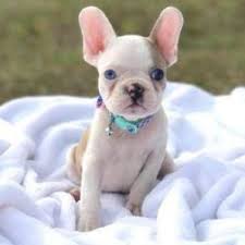 French bulldog boston terrier mix full grown. Frenchton Dogs French Bulldog Boston Terrier Mix Designer Dogs 101 Animal Facts Frenchton Dog Designer Dogs French Bulldog Puppies