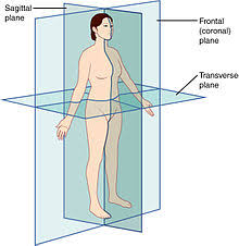 Zygote scenes is a collection of scenes created by zygote media group with annotations identifying anatomical landmarks. Anatomical Terminology Wikipedia