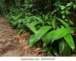 Image result for Curculigo latifolia