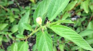 Image result for Corchorus argillicola