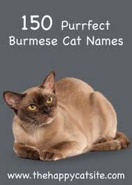 There are monikers for every type of. 34 Cat Names Cat Names Boy Cat Names Girls Can Names Unique Female Cat Names Male Cat Names Ideas Cute Cat Names Cat Names Kitten Names