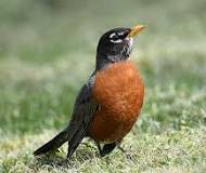 Image result for birds