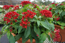 Image result for Pentas longiflora