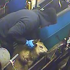 Last updated 21 december 2020. Sheep Slaughtered Without Being Stunned Doubles Daily Mail Online
