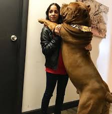Quanto misurano e quali caratteristiche hanno? 23 Foto Dei Cani Piu Grandi Del Mondo Quando Cucciolo Diventa Solo Un Modo Di Dire Novabbe Com