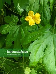 Image result for Momordica balsamina