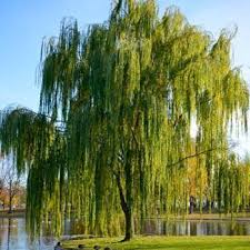 Check out our shade trees selection for the very best in unique or custom, handmade pieces from our plants shops. Bloodgood Japanese Maple Weeping Willow Tree Fast Growing Shade Trees Red Maple Tree