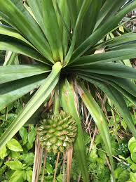 Image result for Pandanus utilis