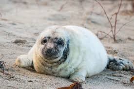 Maybe you would like to learn more about one of these? Unterschied Seehunde Seelowen Seebaren Walrosse Seeelefanten Alles Robben Passenger On Earth