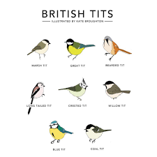 British tits : r/coolguides