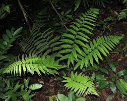 Image result for Diplazium zanzibaricum