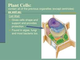 The cell membrane also serves as a base of attachment for the cytoskeleton in some organisms and the cell wall in others. Ppt Cell Structure And Function Textbook Connection Mcdougal Littell Biology 1 1 3 1 3 2 18 5 Powerpoint Presentation Id 3124391