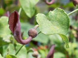 Image result for Aristolochia hockii