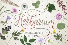 The bryophytes, pteridophytes, gymnosperms, monocots and dicots through the fabaceae (family 128) are located in the lehmann. Herbarium 60 Real Herbarium Element Red Ink Herbarium Elements