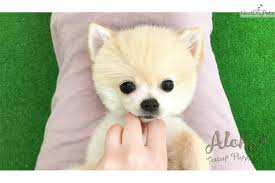 We did not find results for: Teacup Teddy Bear Pomeranian Puppies For Sale Cheap Online