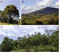 Image result for Acacia mearnsii