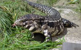 Black And White Tegu Lizard Florida Black And White Argentine Tegu Everglades Florida Tegu Reptiles And Amphibians