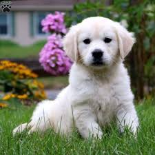 Active happy golden retriever puppies both saffy (brinsworthy saffron) and gospel ash high time have wonderful temperaments and have proven keen to train. Grace Greenfield Puppies English Golden Retriever Puppy Retriever Puppy English Cream Golden Retriever Puppy