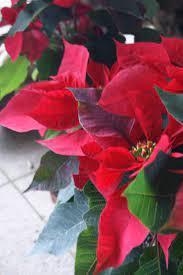 Euphorbia Pulcherrima Conocida Comunmente Como Pastora Pascuero Noche Buena Flor De Pascua Estrella Fede Christmas Poinsettia Christmas Flowers Poinsettia