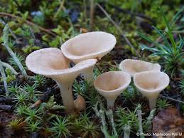 Image result for Clitocybe multiceps
