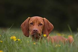 Damit repräsentierten bartsch und wissler auch die gesellschaft mit unterschiedlichen bedürfnissen. á… Magyar Vizsla Hunderasse M Wesen Bilder Und Infos Hunderasse M