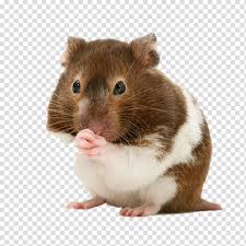 Hamster , golden hamster rodent dog domestic rabbit, hamster transparent background png clipart. Golden Hamster Png Free Golden Hamster Png Transparent Images 97822 Pngio