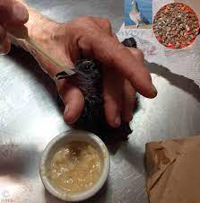 What Can I Feed Orphan Baby Wild Doves Pigeons Ron Hines Vetspace 2nd Chance The Animal Health Website