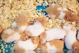 Baby Black And White Syrian Hamster Cute Innocent Baby Brown And White Syrian Or Golden Hamsters Sleeping On Sawdust Sponsored Golden Syrian Hamsters Hamster Cute Baby Animals Pet Care