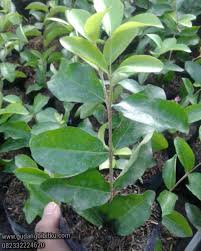 Bonsai tanaman hias pohon sancang premna microphylla. Jual Bibit Cherry Barbados 082332224620 Gudang Bibitku