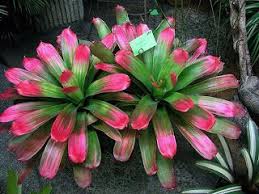 Jardines De Gaia Exposicion De Bromelias 2008 Flores Exoticas Jardineria Y Plantas Jardin De Bonsais