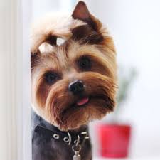 Pet mobile clinic in garland on yp.com. Mobile Dog Spa Dog Grooming Bath Cut Nails Brush Comb