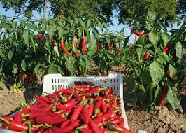 Ab wann kann man viagra nehmen for man injects viagra reddit. Wann Kann Man Chilis Ernten Chili Shop24 De