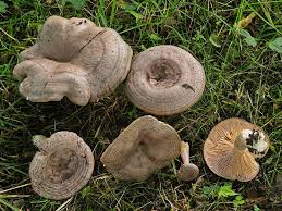 Lactarius Circellatus Gebanderter Hainbuchen Milchling Entoloma De Rotlinge Wiesenpilze Und Andere Schwammerln