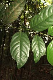 Image result for Strombosia