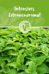 Intensives Zitronenaroma Zitronenmelisse Relax Zitronenmelisse Winterharte Krauter Petersilie