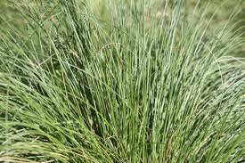 Image result for Elionurus muticus