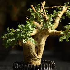 Image result for Cyphostemma saxicola