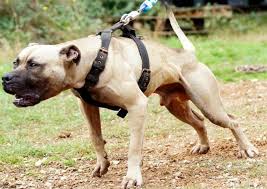 American pit bull terrier puppies country of origin: Pedigree Database Cwb S Ten Ten S Cooper