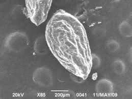 Image result for Zygophyllum simplex