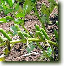 Tecniche agronomiche e caratteristiche nutrizionali spatifillo: Il Favino Nell Alimentazione Della Vacca Da Latte Agronotizie Zootecnia
