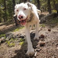 Danes are common designer dogs, and one extremely popular mix is the lab great dane mix. 35 Great Dane Mixes You Need To Know More About Right Now K9 Web