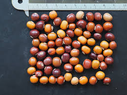 Image result for Psophocarpus grandiflorus