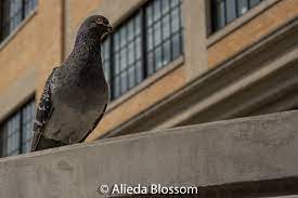 Don't wait until they bring diseases to your home. How To Easily Get Rid Of Pigeons From The Roof Balcony Or Yard