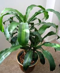 We favour unusual leaf shapes, textures & patterns. Indoor Plants Long Leafed Plants Service Provider From New Delhi