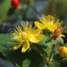 Image result for Hypericum