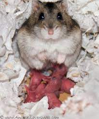 Pin On Hamsters And Other Rodents
