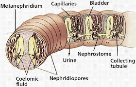 Excretory System