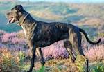 Alaunt Breed Information: History, Health, Pictures, and more